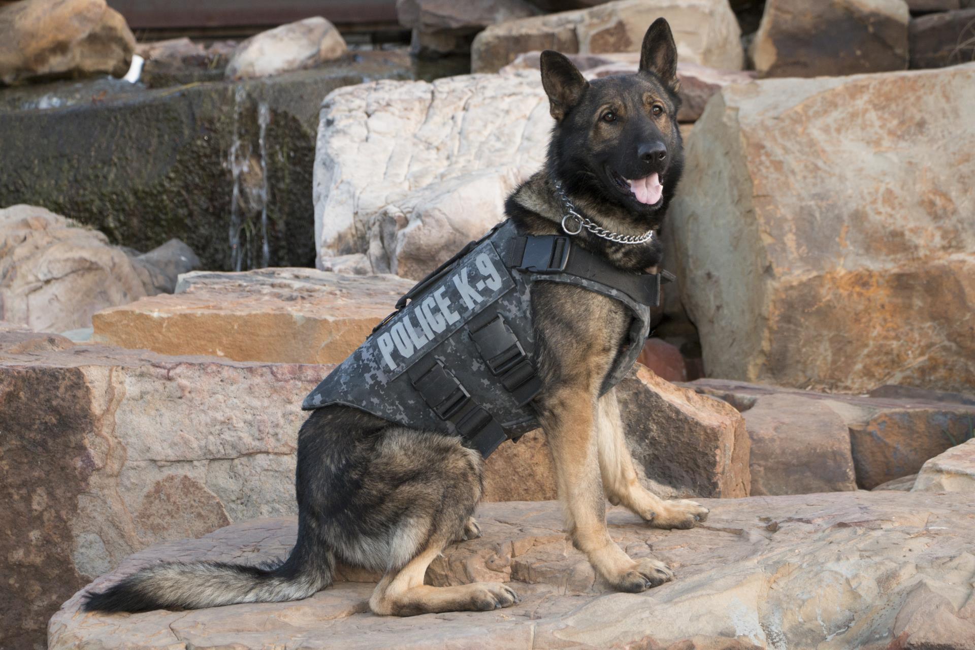 Police dog