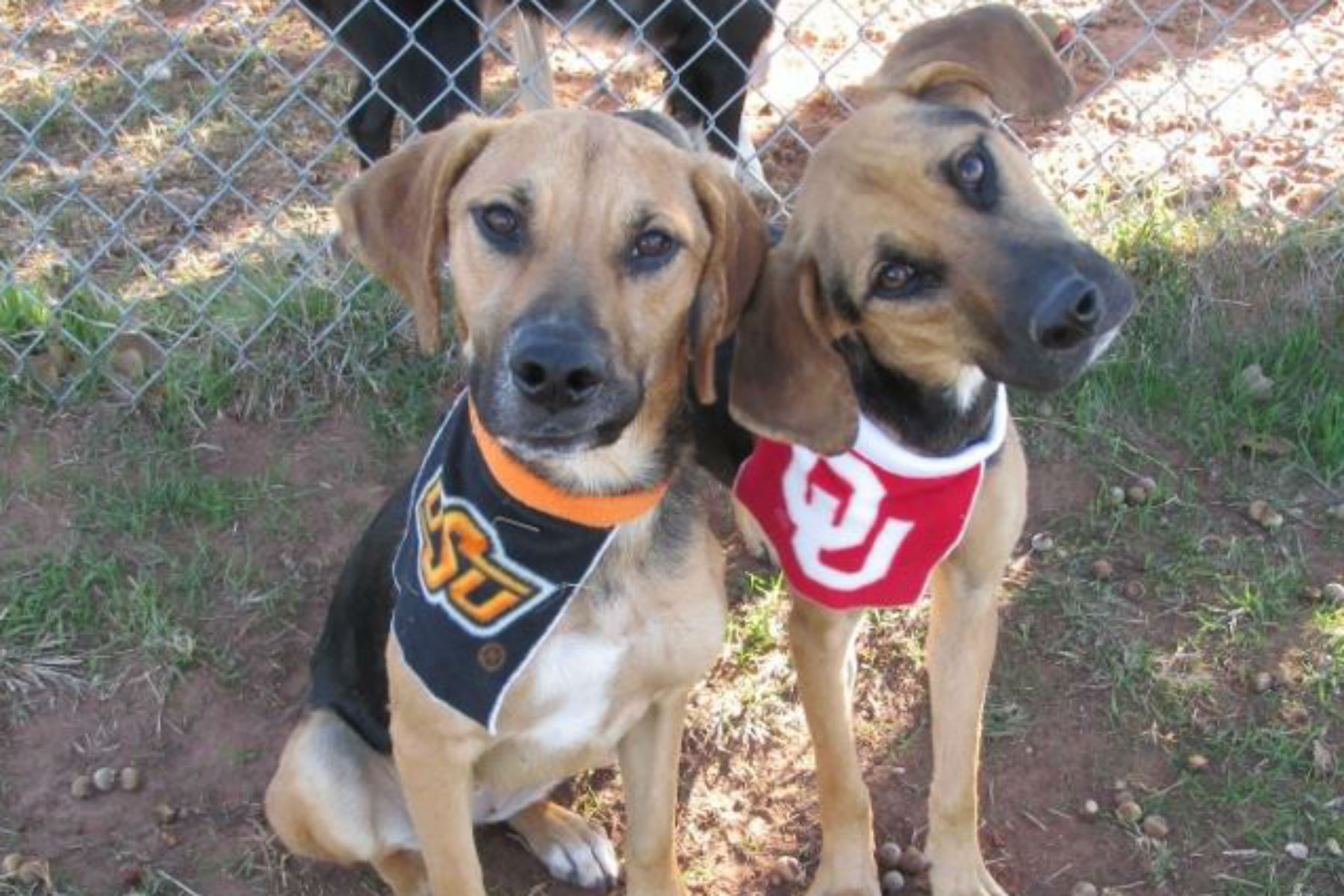 Two dogs at OKC Animal Welfare