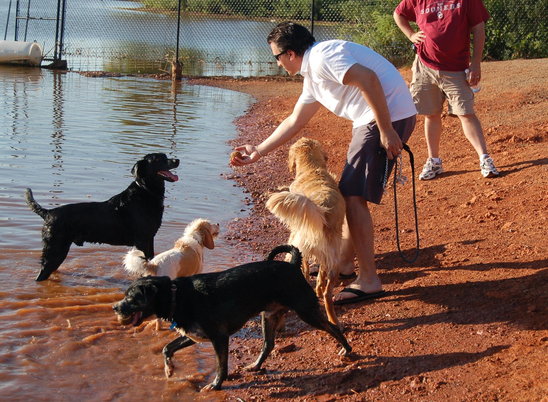 Dogs love cooling off in the PAW park pond