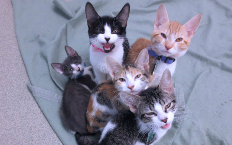 kittens