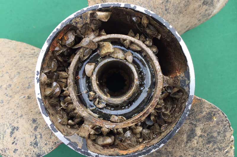 Zebra Mussels found in a boat motor