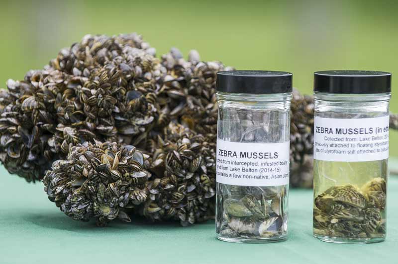 Zebra Mussels are dangerous to Oklahoma City waterways