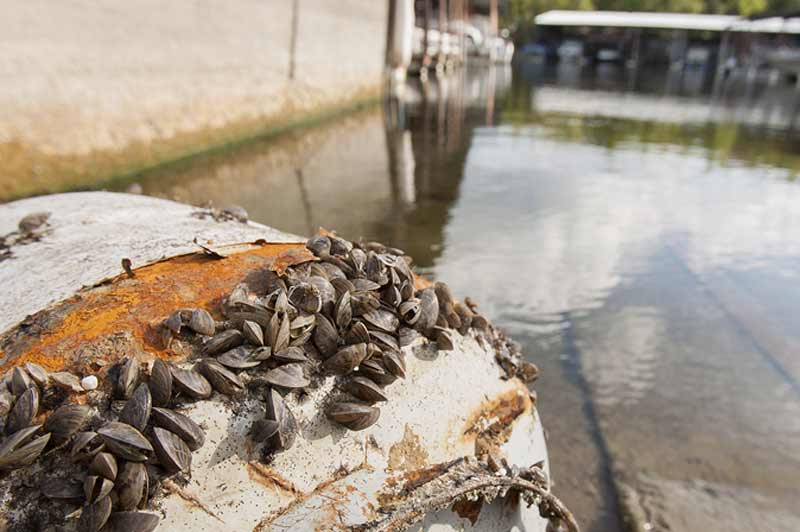 Zebra Mussels can invade any freshwater lake or stream