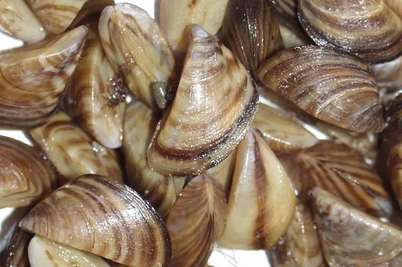 Close-up of Zebra Mussels
